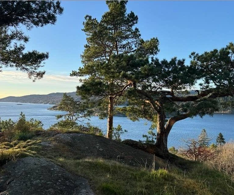 Før: et høyt furutre midt i utsikten